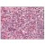 AP08830PU-N staining CXCR4 at 5 µg/ml in paraffin-embedded Human Spleen by Immunohistochemistry.