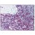 Spleen: Formalin-Fixed Paraffin-Embedded (FFPE)