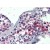 Testis: Formalin-Fixed Paraffin-Embedded (FFPE)