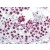 Testis: Formalin-Fixed Paraffin-Embedded (FFPE)