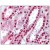Kidney: Formalin-Fixed Paraffin-Embedded (FFPE)