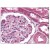 Kidney: Formalin-Fixed Paraffin-Embedded (FFPE) using COL18A1 antibody