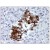 AM08397HR-N Insulin Antibody stainig of Formalin-Fixed, Paraffin-Embedded Human Pancreas at 10 µg/ml followed by biotinylated anti-mouse IgG secondary antibody, alkaline phosphatase-streptavidin and chromogen.