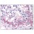 Testis: Formalin-Fixed, Paraffin-Embedded (FFPE)