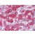 Formalin-Fixed, Paraffin-Embedded Human Liver stained with 58K Golgi Protein Antibody Cat.-No AP08970PU-N at 3.75 µg/ml after heat-induced antigen retrieval.
