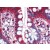 Small intestine: Formalin-Fixed, Paraffin-Embedded (FFPE)