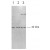 Western blot using anti-p42 MAP Kinase (ERK2) antibody shows detection of ERK2 in several whole cell lysates: HeLa (lane 1), A431 (lane 2), and NIH3T3 (lane 3). Detection occurs using a 1:1,000 dilution of the primary antibody followed by 1:4,000 dilution of HRP Goat-a-Rabbit with visualization via ECL.