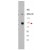 Western blot using affinity purified anti-ABCB5 antibody shows detection of ABCB5 beta in ~12.5 µg of transfected-Hi5 whole cell lysate. No reaction was seen when antibody was pre-incubated with the immunizing peptide (data not shown). A 3-8% Tris-acetate gel was used for separation. The arrowhead corresponds to 117 kDa ABCB5. The membrane was probed with the primary antibody at a 1:10,000 dilution in 5% milk in TBST at 4° C, overnight.
