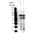 Western blot using Affinity Purified anti-MARK2 pT595 antibody shows detection of a band at ~82 kDa corresponding to phosphorylated MARK2 (arrowhead). HEK293 cells were transfected with pCMV-3xFlag-MARK2 plus pCMV-Flag-PKC-zeta (lane 3) or pCMV-3xFlag-MARK2 only (lane 4). Total cell lysates were run in a 4-12% Nupage SDS-gel and probed with anti-MARK2 pT595. An untransfected HEK293 cell lysate was used as a negative control (lane 2). MW markers are shown for size comparison (lane 1). PKC-zeta appears to be involved in the phosphorylation of T595 on MARK2 as increased amounts of phosphospecific staining are observed in lysates from cells transfected with both MARK2 and PKCzeta.