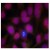 Immunofluorescence staining of methanol-fixed HeLa cells using ATM Antibody (AP08052PU, Red).