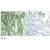 Figure 2. Immunohistochemical analysis of paraffin-embedded human breast carcinoma tissue using c-Cbl pTyr700 Antibody AP08042PU