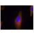 Figure 2. Immunofluorescence staining of methanol-fixed HeLa cells using Synaptotagmin I/II antibody AP08066PU (Red).