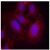 Figure 1. Immunofluorescence staining of methanol-fixed HeLa cells using PLCG1 pTyr771 Antibody (#AP09485PU, Red).