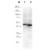 Figure 1. Anti-6X His epitope tag polyclonal antibody detects His-tagged recombinant proteins by western blot. The blot was blocked with 3% BSA in TBST for 45 min at RT. Antibody was incubated with blot at a 1/1,000 dilution in TBST with 3% BSA for 1 hour at RT. Detection occurred using HRP Goat-anti-Rabbit IgG diluted 1/80,000 in blocking buffer for 30 min at RT. Lane 1 was loaded with 12-Epitope Tag Protein Marker Lysate which has the His epitope tag incorporated through a C-terminal linkage (~42 kDa). Lane 2 was loaded with His-SUMO-GFP recombinant protein which has the His epitope tag incorporated through an N-terminal linkage (~40 kDa). A 4-20% gradient gel was used to resolve the protein by SDS-PAGE. Proteins were transferred to nitrocellulose using standard methods. Molecular weights were estimated by comparison to standards (lane M).
