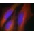 Immunofluorescence staining of methanol-fixed HeLa cells using Synaptotagmin Antibody