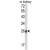 Western blot analysis of SOCS1 Antibody (N-term) (AP18204PU-N) in mouse kidney tissue lysates (35ug/lane). SOCS1 (arrow) was detected using the purified Pab.