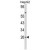 Western blot analysis of IFNB1 Antibody (N-term) (AP18065PU-N) in HepG2 cell line lysates (35ug/lane). IFNB1 (arrow) was detected using the purified Pab.