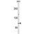 Western blot analysis of ESPN Antibody (N-term) (AP18010PU-N) in 293 cell line lysates (35ug/lane). ESPN (arrow) was detected using the purified Pab.