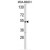 Western blot analysis of CYP2A13 Antibody (C-term) (AP17964PU-N) in MDA-MB231 cell line lysates (35ug/lane). CYP2A13 (arrow) was detected using the purified Pab.
