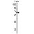 Western blot analysis of CTPS2 Antibody (N-term) (AP17959PU-N) in Hela cell line lysates (35ug/lane). CTPS2 (arrow) was detected using the purified Pab.