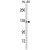 Western blot analysis of C5 Antibody (N-term) Cat.-No AP17914PU-N in HL-60 cell line lysates (35ug/lane). C5 (arrow) was detected using the purified Pab.(2ug/ml)