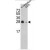 Western blot analysis of YWHAG Antibody (N-term) (AP17847PU-N) in A375 cell line and mouse cerebellum tissue lysates (35ug/lane). YWHAG (arrow) was detected using the purified Pab.