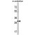 Western blot analysis of YWHAG Antibody (Center) (AP17846PU-N) in mouse cerebellum tissue lysates (35ug/lane). YWHAG (arrow) was detected using the purified Pab.