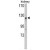 Western blot analysis of WTX antibody (Center) (AP17838PU-N) in mouse kidney tissue lysates (35ug/lane). WTX (arrow) was detected using the purified Pab.