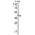 Western blot analysis of TDG antibody (N-term) (AP17781PU-N) in mouse lung tissue lysates (35ug/lane). TDG (arrow) was detected using the purified Pab.