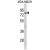 Western blot analysis of RANBP9 Antibody (Center) (AP17705PU-N) in MDA-MB231 cell line lysates (35ug/lane). RANBP9 (arrow) was detected using the purified Pab.