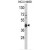 Western blot analysis of PRKACA Antibody (N-term K82) (AP17667PU-N) in NCI-H460 cell line lysates (35ug/lane). PRKACA (arrow) was detected using the purified Pab.