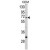 Western blot analysis of ND5 Antibody (C-term) (AP17581PU-N) in CEM cell line lysates (35ug/lane). ND5 (arrow) was detected using the purified Pab.
