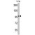 Western blot analysis of KPNB1 Antibody (N-term) (AP17524PU-N) in Y79 cell line lysates (35ug/lane). KPNB1 (arrow) was detected using the purified Pab.