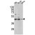 Western blot analysis of HSD17B7 Antibody (N-term) (AP17485PU-N) in 293,HL-60,Jurkat cell line lysates (35ug/lane). HSD17B7 (arrow) was detected using the purified Pab.(2ug/ml)