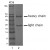 Figure 2.: SDS-PAGE analysis of purified LT-3D1 monoclonal antibody. Lane 1: Molecular Weight marker, Lane 2: 2µg of purified LT-3D1 antibody. Proteins were separated by SDS-PAGE and stained with RAPID StainTM Reagent.