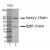 Figure 3. SDS-PAGE analysis of purified GR-3G7 monoclonal antibody.
Lane 1: Molecular Weight marker
Lane 2: 2 µg of purified GR-3G7 antibody.
Proteins were separated by SDS-PAGE and stained withRAPID StainTM Reagent.