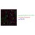 Figure.2: Spectral Confocal Microscopy of CHO cells using EphA2 antibody (Cat.#DM1226).
CHO cells were transiently transfected with an expression vector encoding EphA2. Binding of EphA2 was visualized with a FITC-conjugated secondary antibody (green). Actin filaments are labeled with Alexa Fluor-555 Phalloidin (red). Cell nuclei are stained with DAPI (blue).