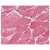 Skeletal muscle: Formalin-Fixed, Paraffin-Embedded (FFPE) using Anti-beta Actin Antibody