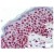 Figure 3. SM6006 SETD7 antibody staining of Formalin-Fixed, Paraffin-Embedded Human Skin at 5 µg/ml followed by biotinylated anti-Mouse IgG secondary antibody, Alkaline Phosphatase-Streptavidin and chromogen.