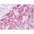 Figure 1. AP07921PU-N HAP1 antibody staining of Formalin-Fixed Paraffin-Embedded Human Adrenal tissue.