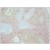 Figure 1. BM4114B AIF1 antibody staining of Human Spleen Paraffin Section.