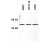 AP05017PU-N CHK1 antibody staining of cell lines at 1/500 dilution.