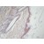 BM170 TUBB3/TUBB4 antibody staining of Rat Skin Paraffin Section.