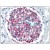 Formalin-Fixed, Paraffin-Embedded Human Kidney stained with Azide Free CR1 Antibody Cat.-No SM1097A (Clone E11) 10 µg/ml after heat-induced antigen retrieval.