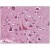Immunohistochemistry: AM09060PU-N 14-3-3 tau antibody staining of Formalin-Fixed, Paraffin-Embedded Human Brain, Cortex.