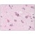 Immunohistochemistry: AM09000PU-N APP antibody staining of Formalin-Fixed, Paraffin-Embedded Human Brain, Cortex.