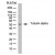 HeLa whole cell lysate probed with Rat anti Tubulin Alpha antibody HRP conjugated.