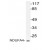 Western blot: analysis of NDUFA4 antibody (Cat.-No.: AP20126PU-N) staining in extracts from RAW264.7 cells.