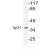 Western blot (WB) analysis of IgG1 Antibody (Cat.-No.: AP20578PU-N) in extracts from LOVO cells.