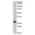 AP21283PU-N ETFB antibody staining of Human Liver lysate at 0.1 µg/ml (35µg protein in RIPA buffer). Primary incubation was 1 hour. Detected by chemiluminescence.